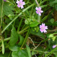 Pink Purslane